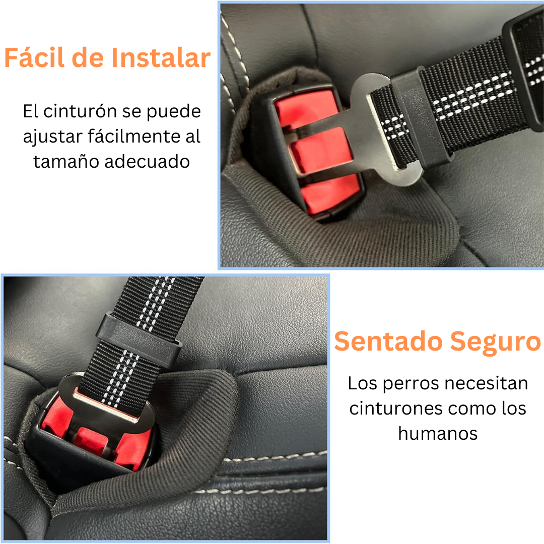 Cinturón de seguridad para perro