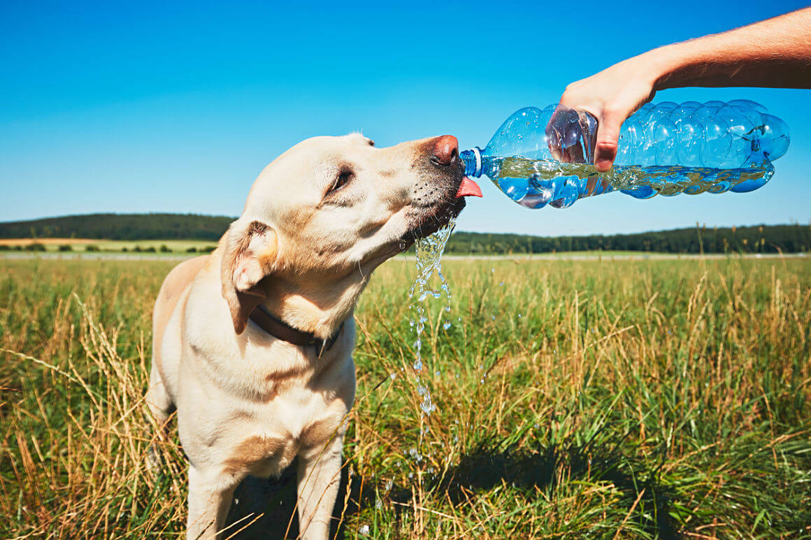 la hidratación de los perros en verano