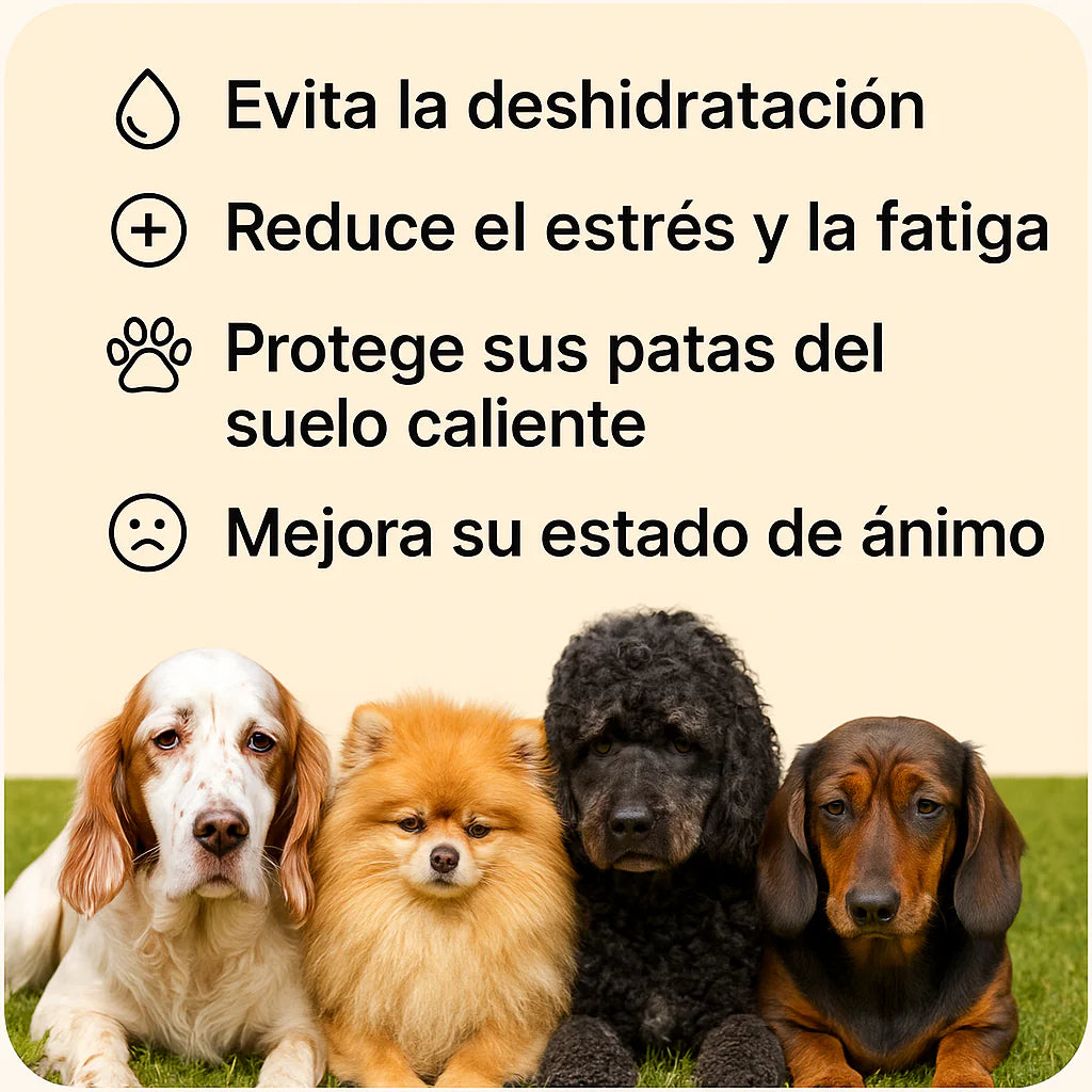 Piscina de Chorros DoggySplash™