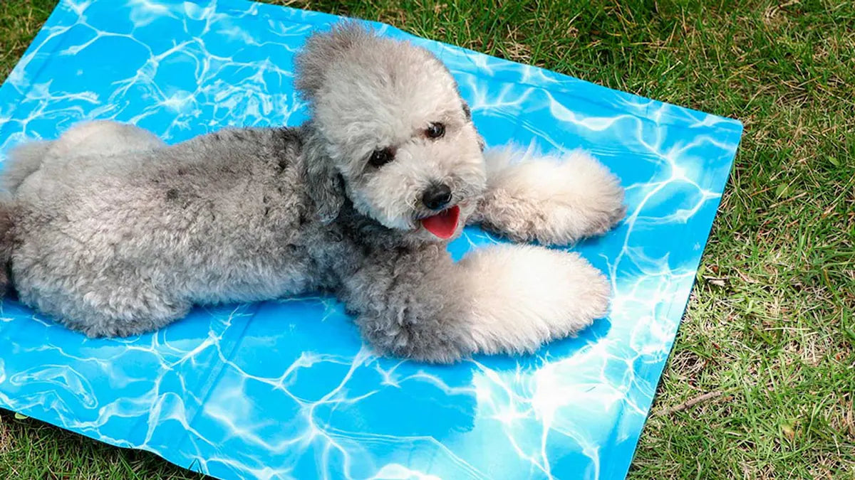 manta refrigerante para perros