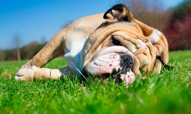 golpe de calor a los perros