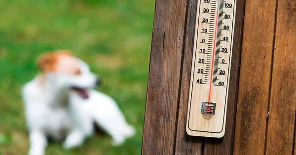 refrescar a tu perro en verano